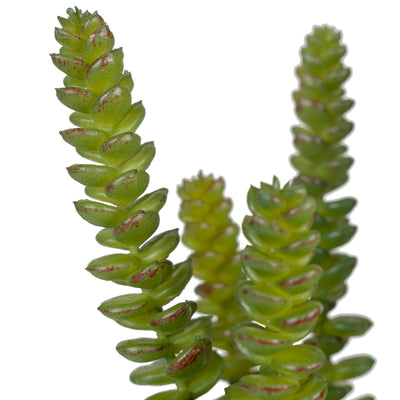 Planta artificiala Planta artificiala crassula