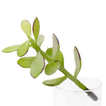Planta artificiala Planta artificiala Crenguta Crassula 20 cm verde