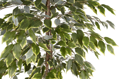 Copac artificial H140cm Ficus variegat cu 3 trunchiuri si 882 frunze verde cu alb