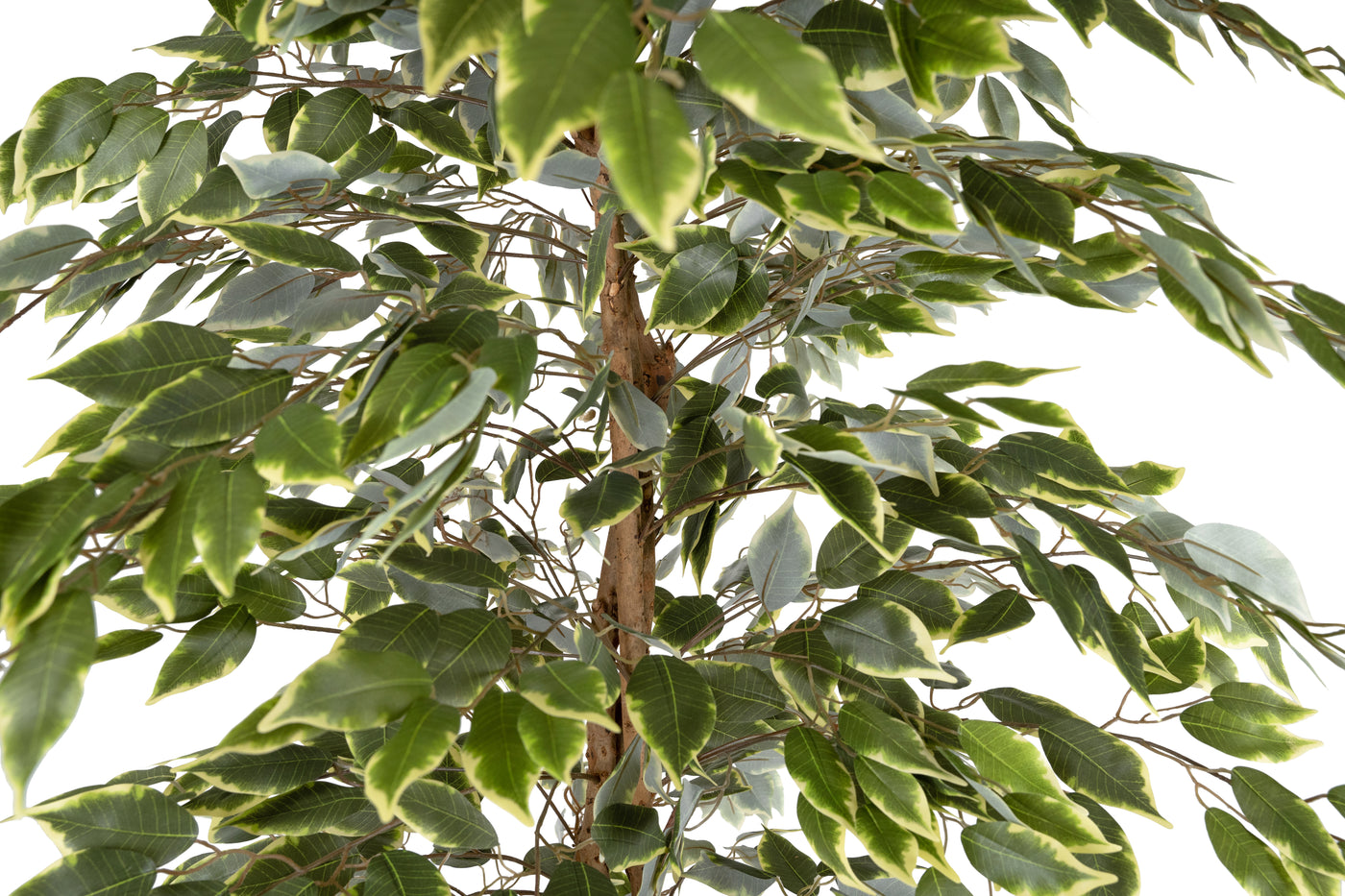 Copac artificial H210cm Ficus variegat cu 3 trunchiuri si 1638 frunze verde cu alb