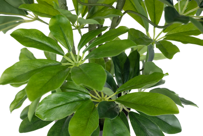 Planta artificiala H100cm Schefflera arboricola cu 477 frunze