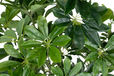 Planta artificiala H100cm Schefflera arboricola cu 477 frunze
