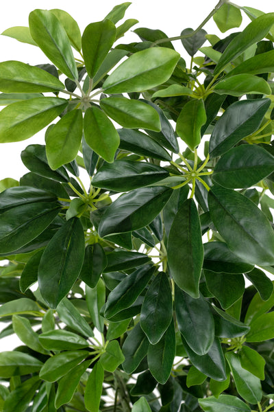 Planta artificiala H100cm Schefflera arboricola cu 477 frunze