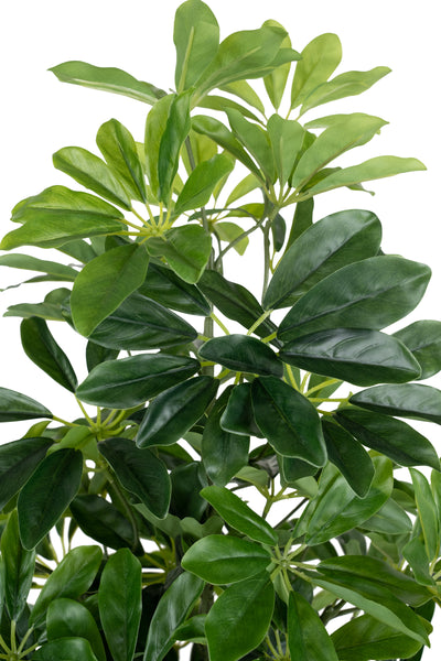 Planta artificiala H80cmSchefflera arboricola cu 766 frunze