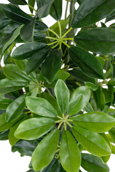 Planta artificiala H80cmSchefflera arboricola cu 766 frunze