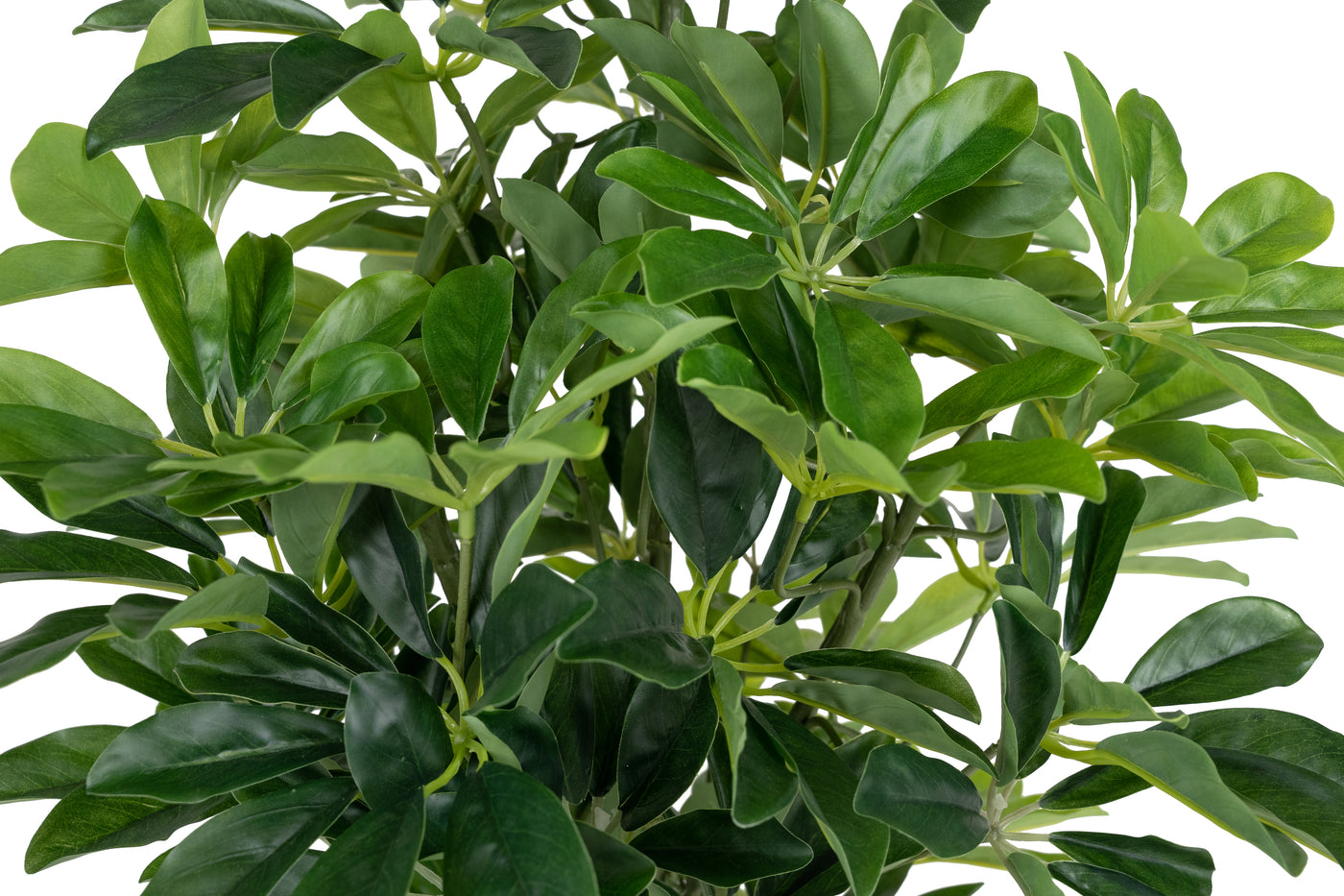 Planta artificiala H80cmSchefflera arboricola cu 766 frunze