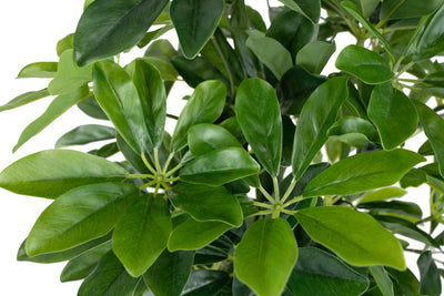 Planta artificiala H80cmSchefflera arboricola cu 766 frunze