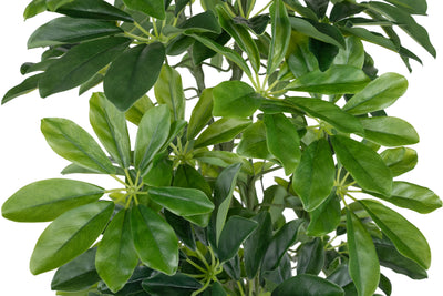 Planta artificiala H90cm Schefflera arboricola cu 591 frunze