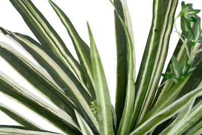 Planta artificiala - Spider