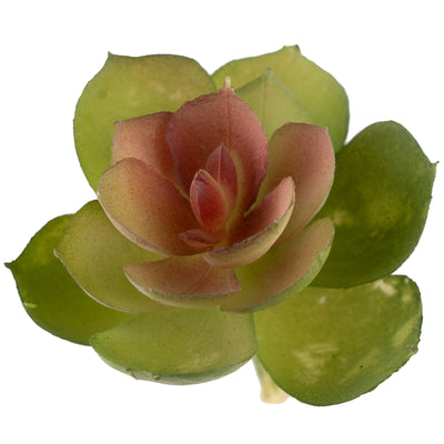 Planta artificiala Planta artificiala suculenta model52