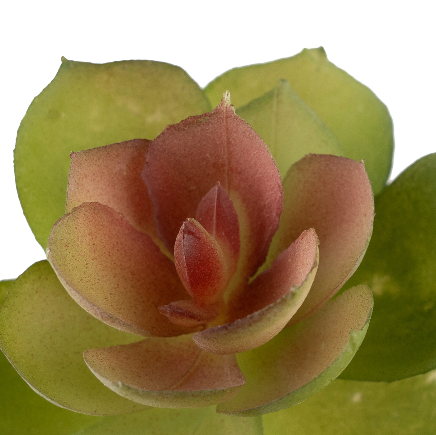 Planta artificiala Planta artificiala suculenta model52