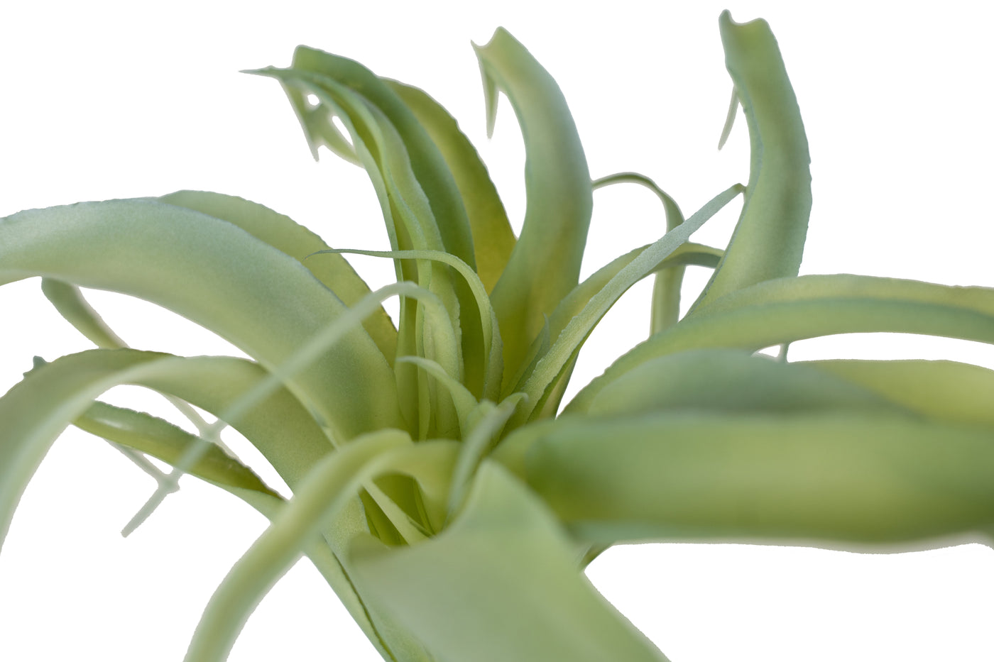 Planta artificiala Planta artificiala suculenta model6