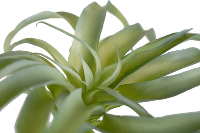 Planta artificiala Planta artificiala suculenta model6