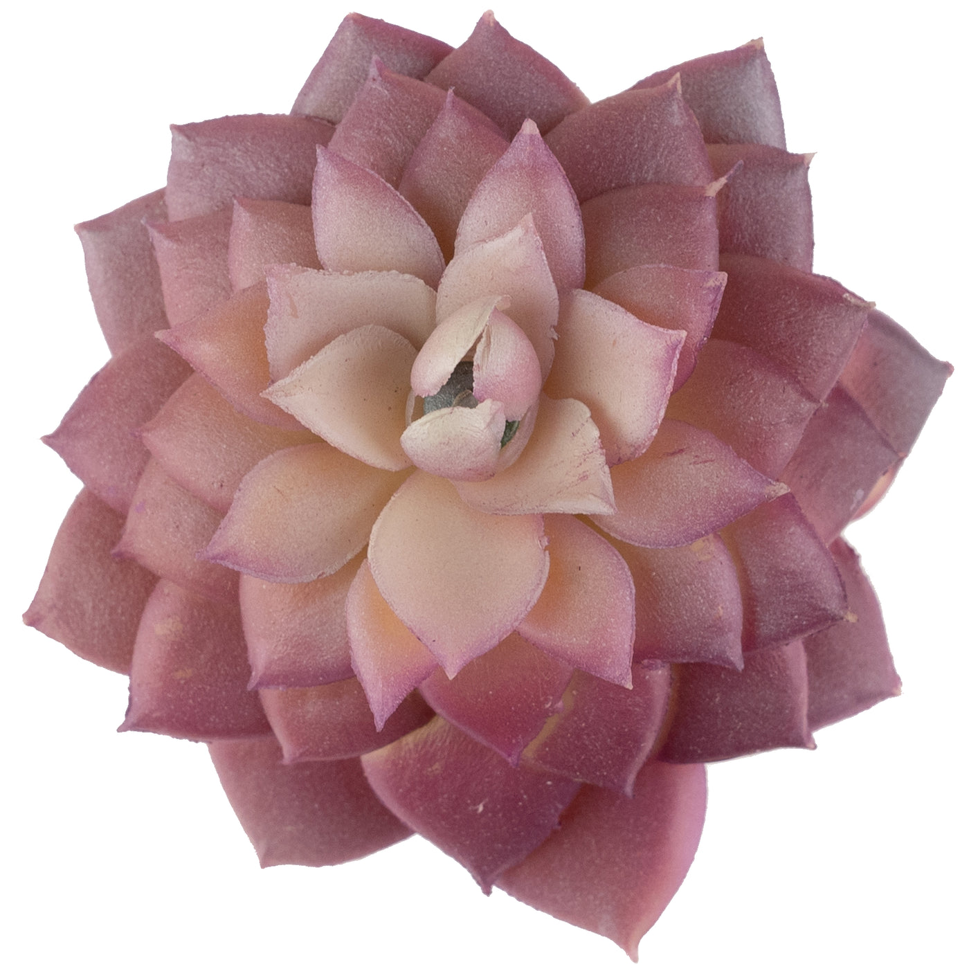 Planta artificiala Planta artificiala suculenta model61