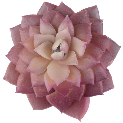 Planta artificiala Planta artificiala suculenta model61