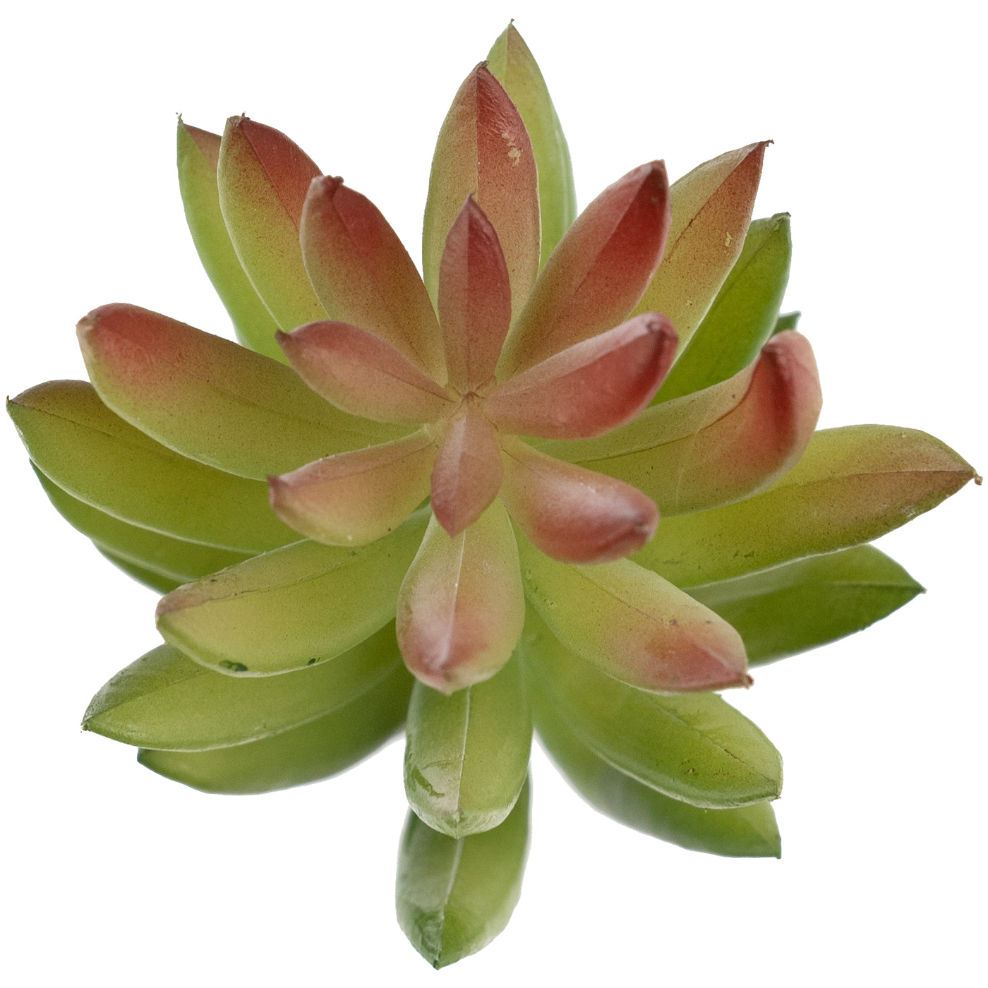 Planta artificiala Planta artificiala suculenta model64