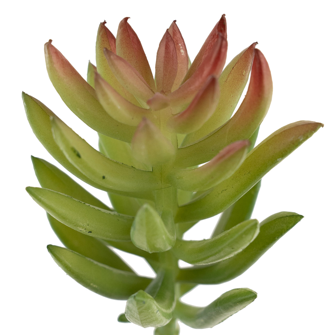 Planta artificiala Planta artificiala suculenta model64