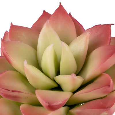 Planta artificiala Planta artificiala suculenta model65