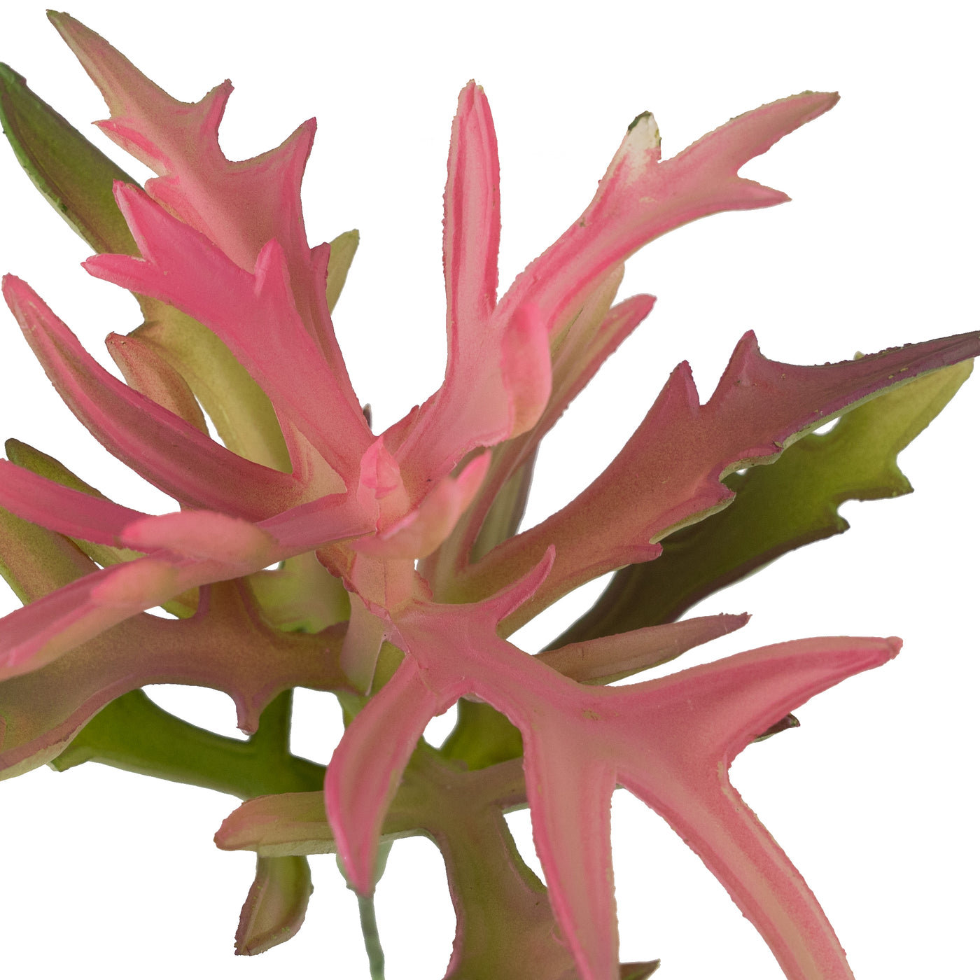 Planta artificiala Planta artificiala suculenta model80