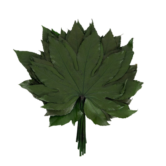 Planta conservata-Aralia hojas 15/25 verde