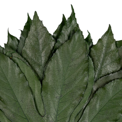 Planta conservata-Aralia hojas 15/25 verde