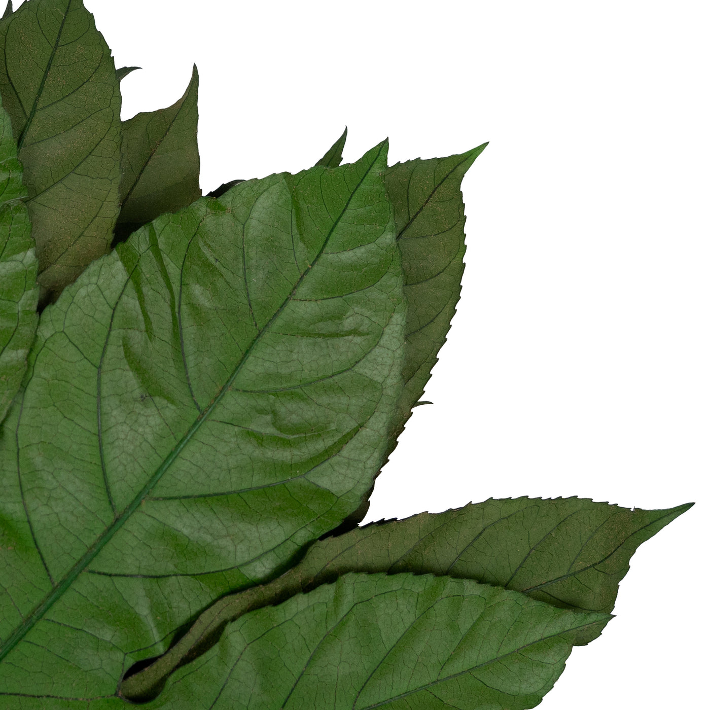 Planta conservata-Aralia hojas 15/25 verde