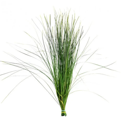 Planta conservata iarba ursului H50-60 cm. verde