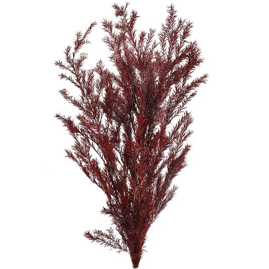 Planta curgatoare conservata rozmarin H50-100 cm. rosu