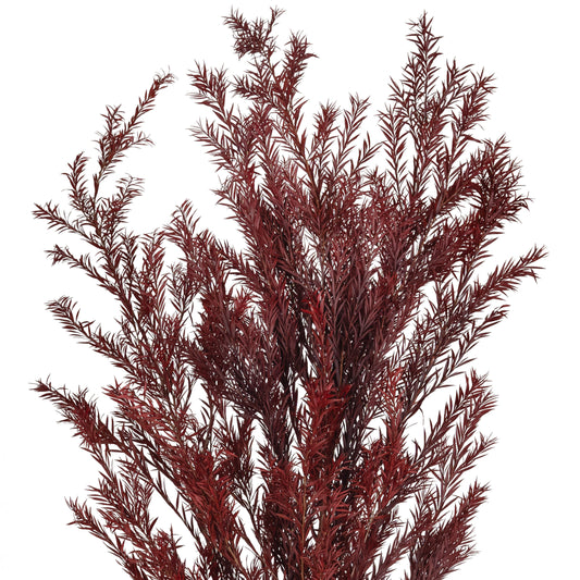 Planta curgatoare conservata rozmarin H50-100 cm rosu