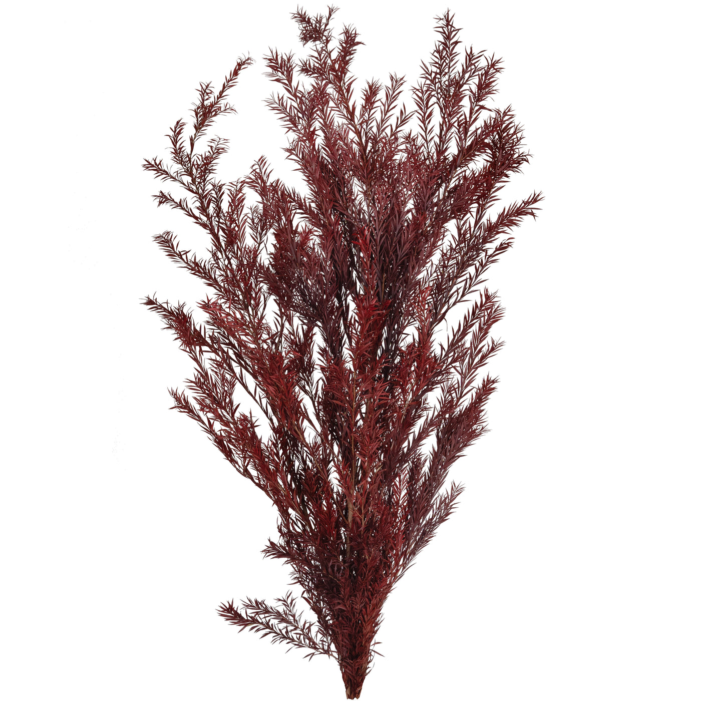 Planta curgatoare conservata rozmarin H50-100 cm. rosu