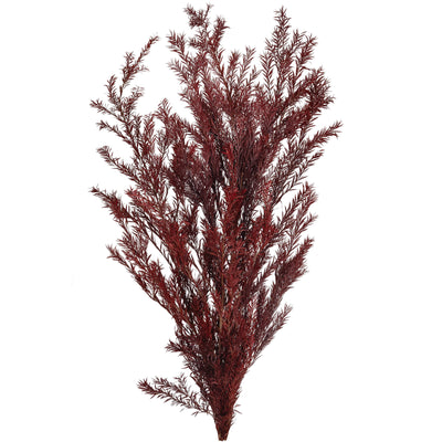 Planta curgatoare conservata rozmarin H50-100 cm. rosu