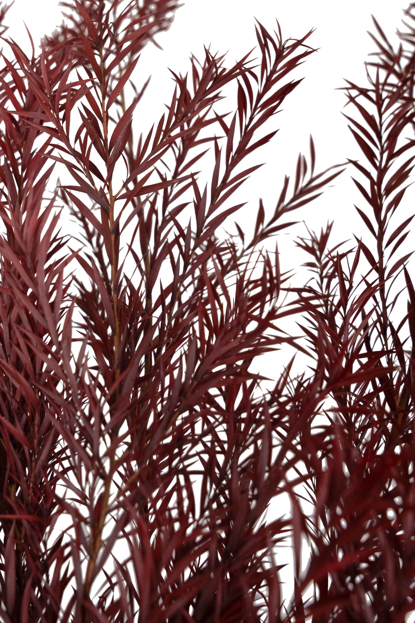 Planta curgatoare conservata rozmarin H50-100 cm. rosu