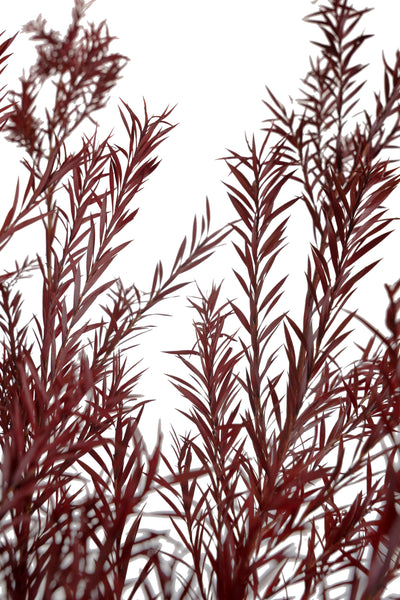 Planta curgatoare conservata rozmarin H50-100 cm. rosu