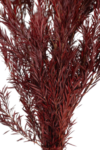 Planta curgatoare conservata rozmarin H50-100 cm. rosu