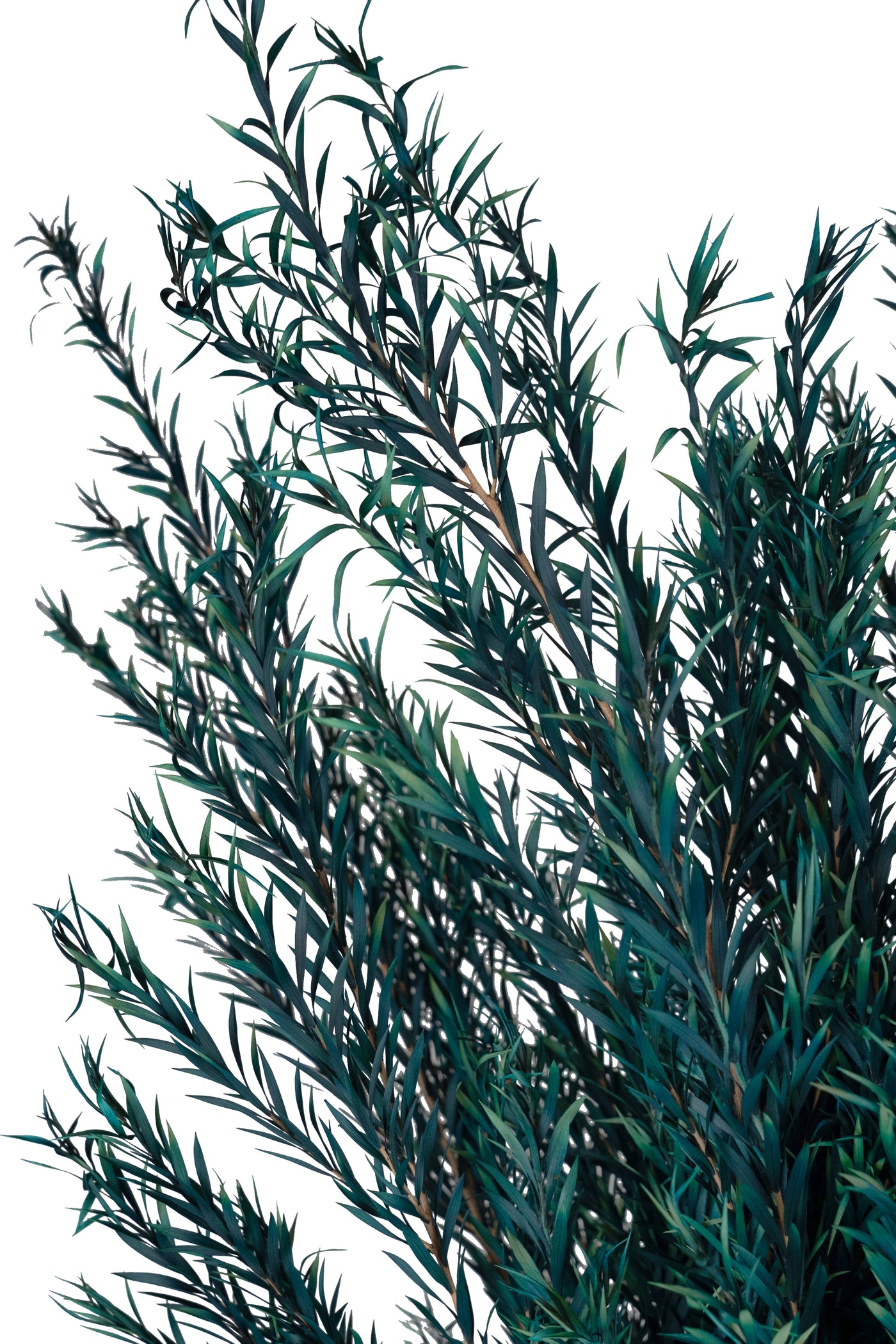 Planta curgatoare conservata rozmarin H50-100 cm verde albastrui