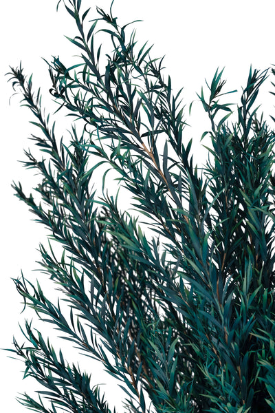 Planta curgatoare conservata rozmarin H50-100 cm verde albastrui