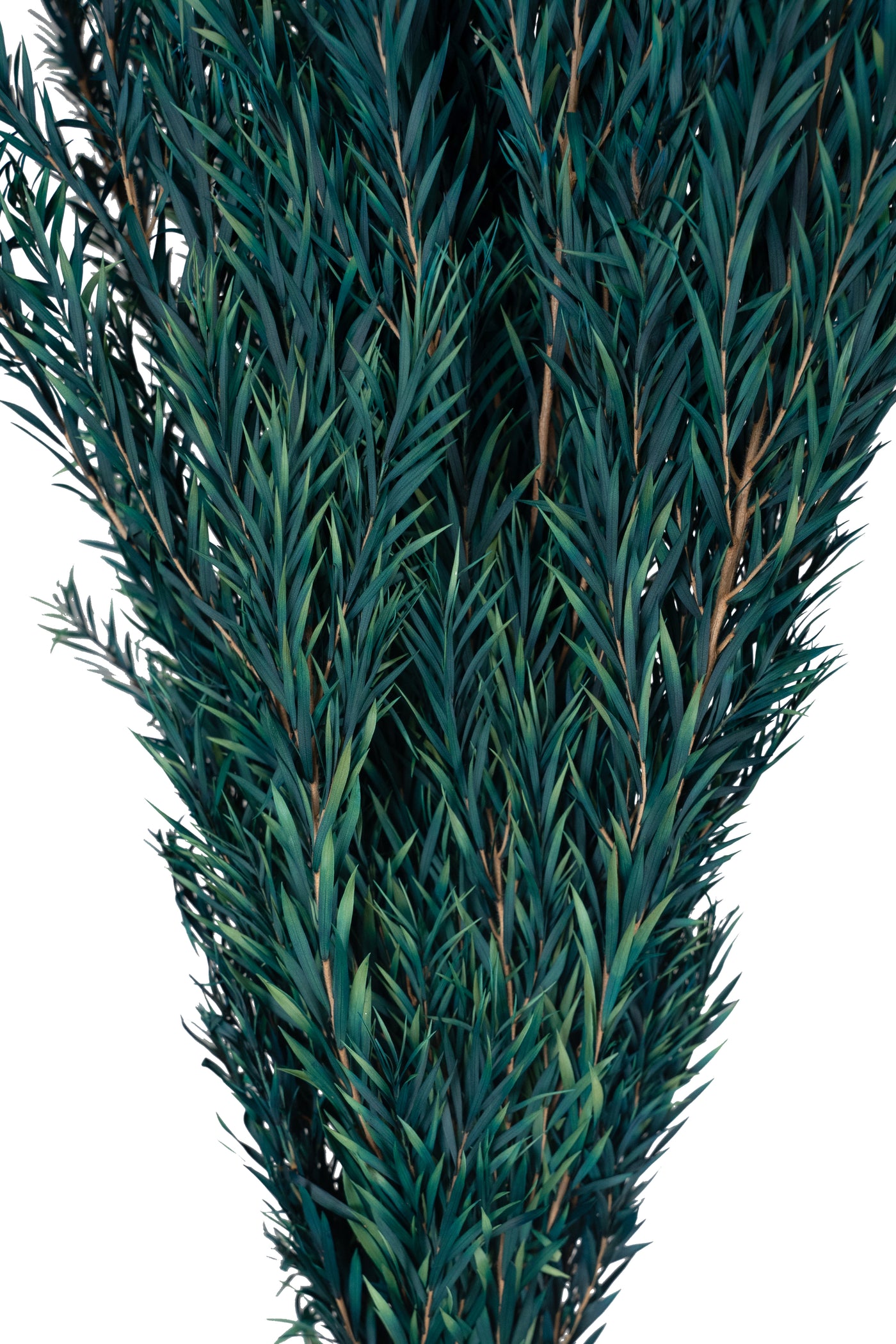 Planta curgatoare conservata rozmarin H50-100 cm verde albastrui