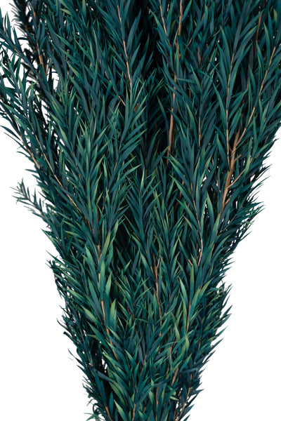 Planta curgatoare conservata rozmarin H50-100 cm verde albastrui