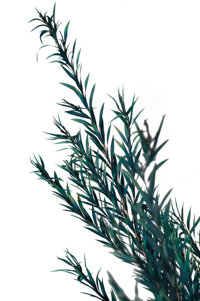 Planta curgatoare conservata rozmarin H50-100 cm verde albastrui