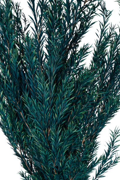 Planta curgatoare conservata rozmarin H50-100 cm verde albastrui