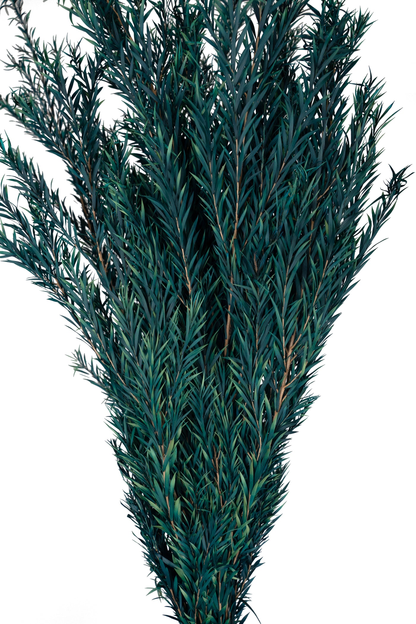 Planta curgatoare conservata rozmarin H50-100 cm verde albastrui