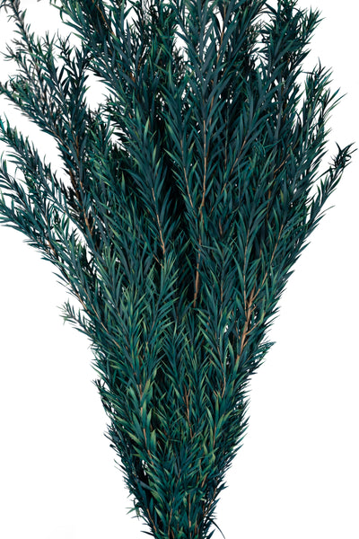 Planta curgatoare conservata rozmarin H50-100 cm verde albastrui