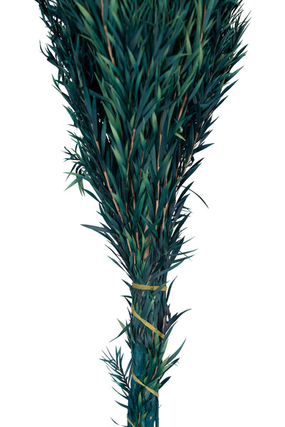 Planta curgatoare conservata rozmarin H50-100 cm verde albastrui