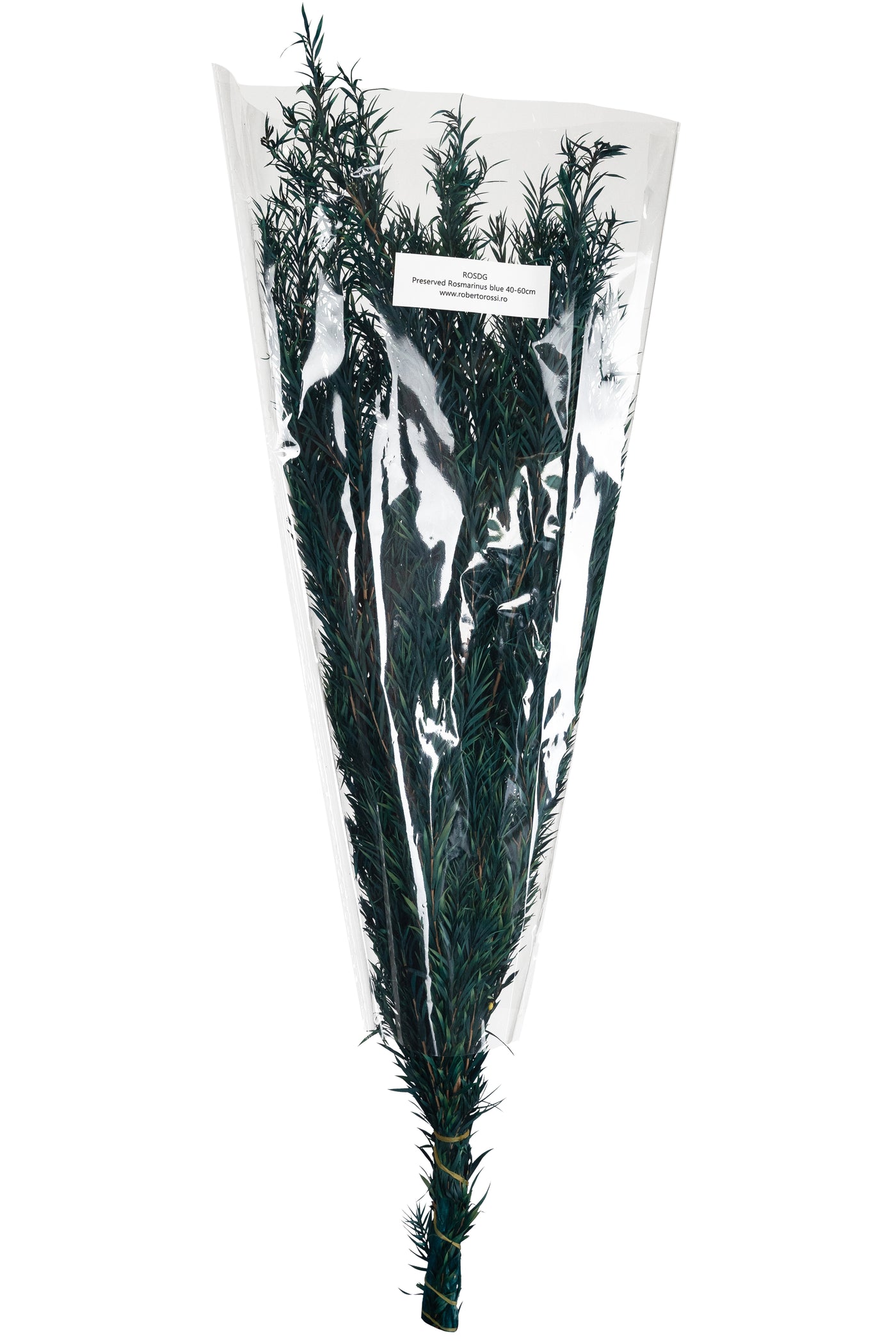 Planta curgatoare conservata rozmarin H50-100 cm verde albastrui