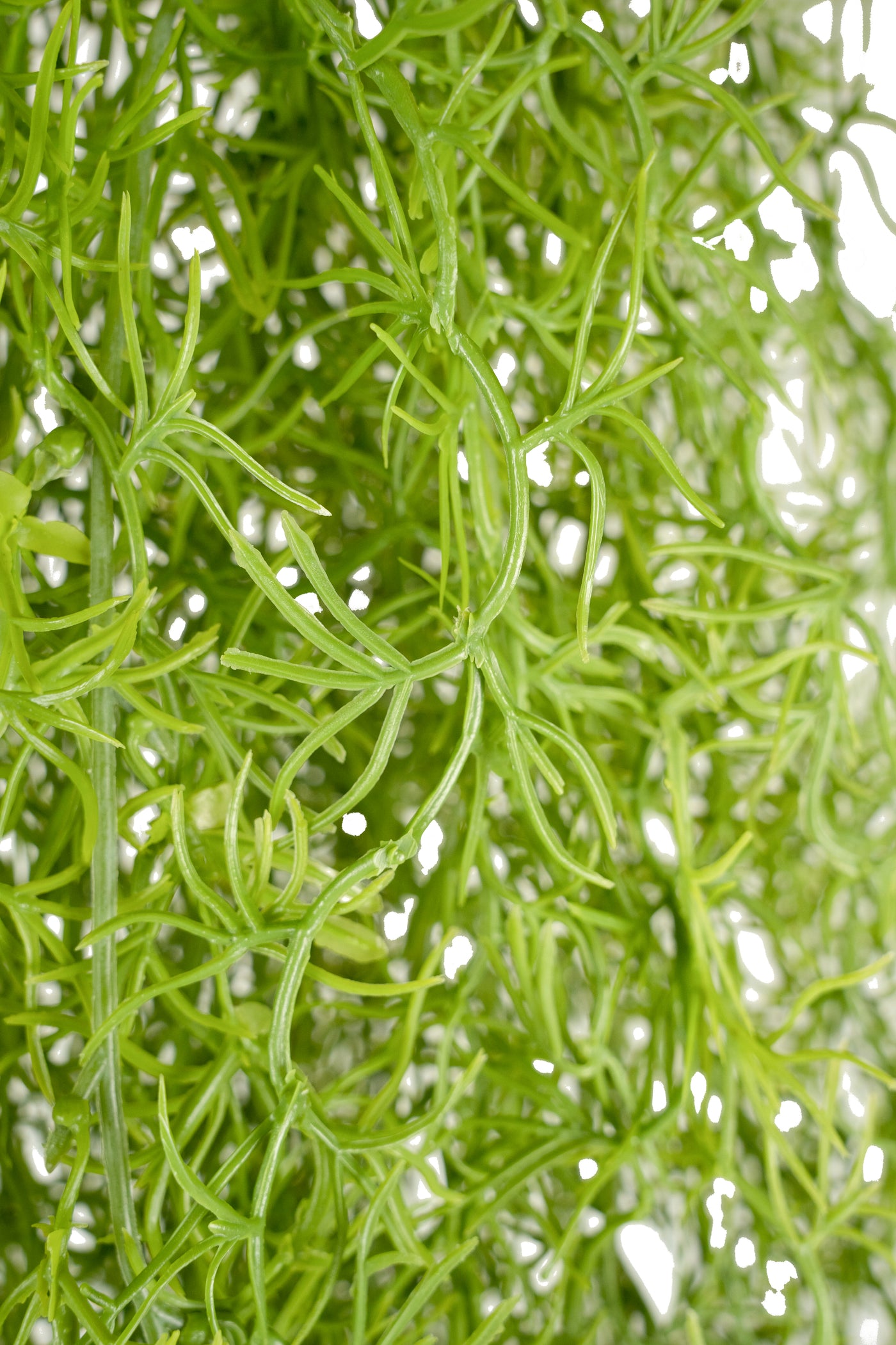 Planta curgatoare Long hair (tillandsia) 135 cm verde