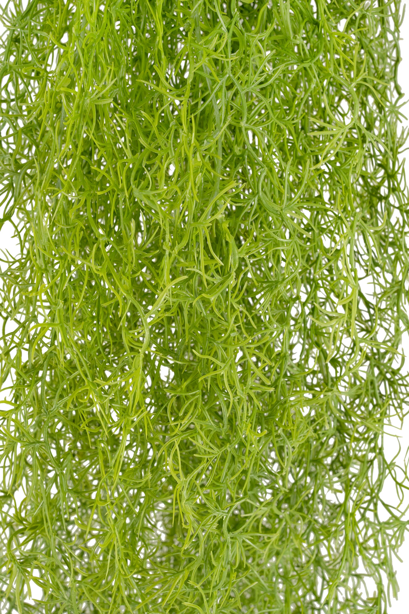 Planta curgatoare Long hair (tillandsia) 135 cm verde