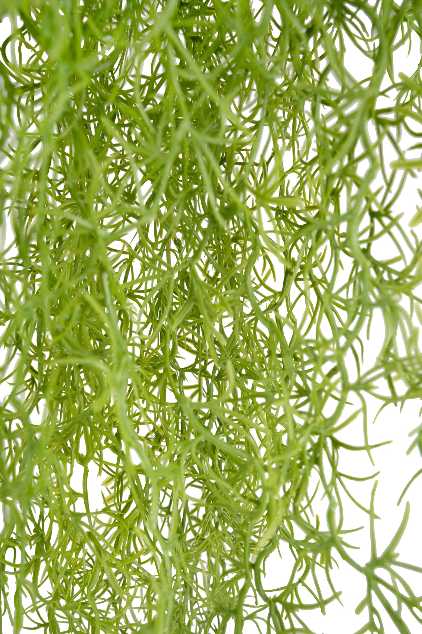 Planta curgatoare Long hair (tillandsia) 135 cm verde