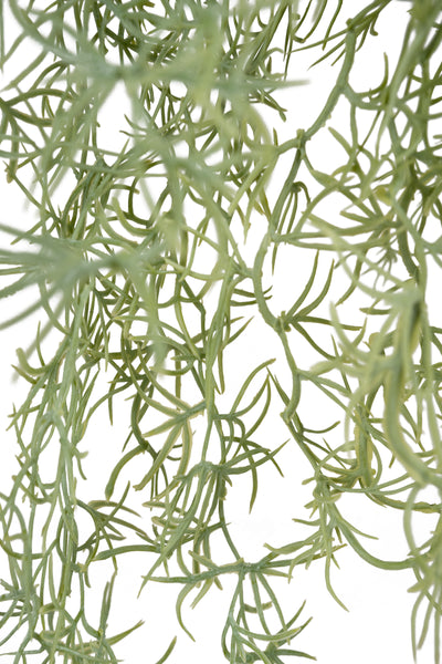 Planta curgatoare Long hair (tillandsia) 135 cm verde deschis