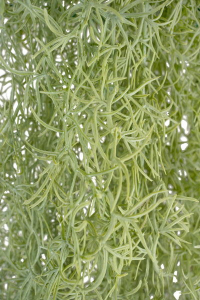 Planta curgatoare Long hair (tillandsia) 135 cm verde deschis