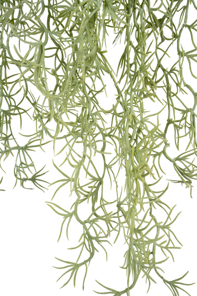 Planta curgatoare Long hair (tillandsia) 135 cm verde deschis